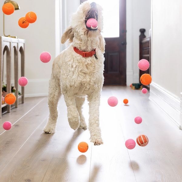 Happy puppy playing with balls | New York Carpets & Flooring
